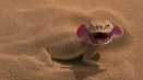 Lizard round -head - smiješan predstavnik agamova